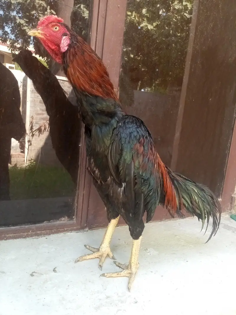 aseel murga for sale Umar 10 month — photo 12