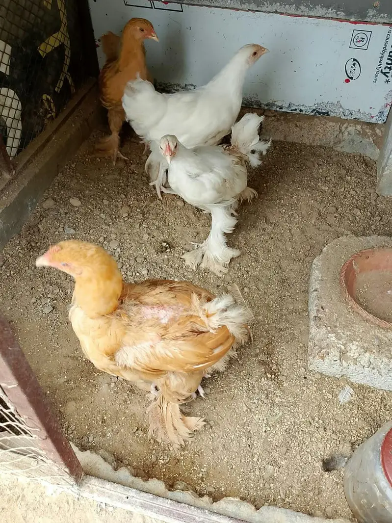 fancy birds — photo 2