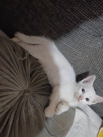 beautiful pet cats available for sale
