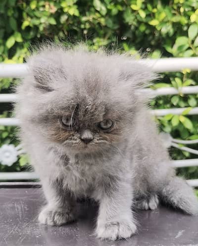 PUNCH FACE| FULL COAT| PERSIAN KITTENS| AVAILABLE FOR SALE