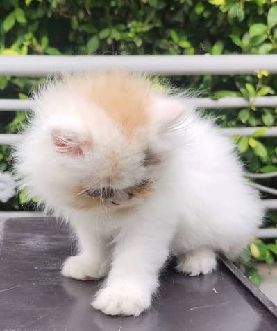 PUNCH FACE| FULL COAT| PERSIAN KITTENS| AVAILABLE FOR SALE