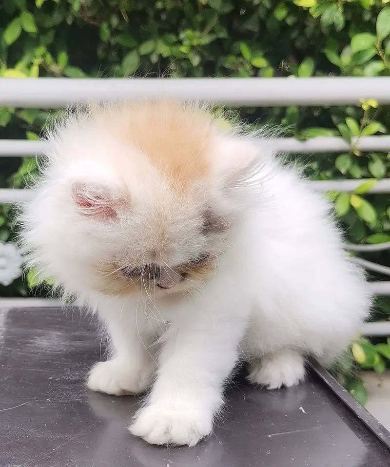 PUNCH FACE| FULL COAT| PERSIAN KITTENS| AVAILABLE FOR SALE — photo 3