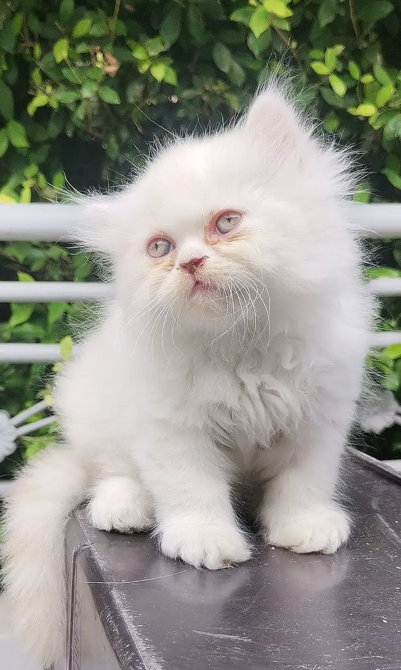PUNCH FACE| FULL COAT| PERSIAN KITTENS| AVAILABLE FOR SALE — photo 4