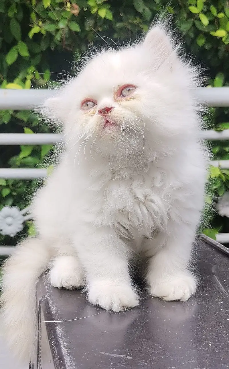 PUNCH FACE| FULL COAT| PERSIAN KITTENS| AVAILABLE FOR SALE — photo 5