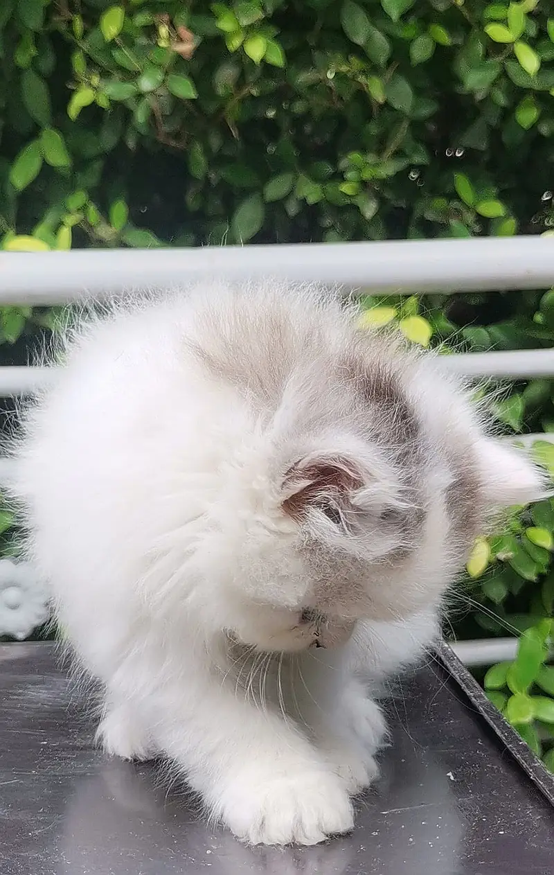 PUNCH FACE| FULL COAT| PERSIAN KITTENS| AVAILABLE FOR SALE — photo 6