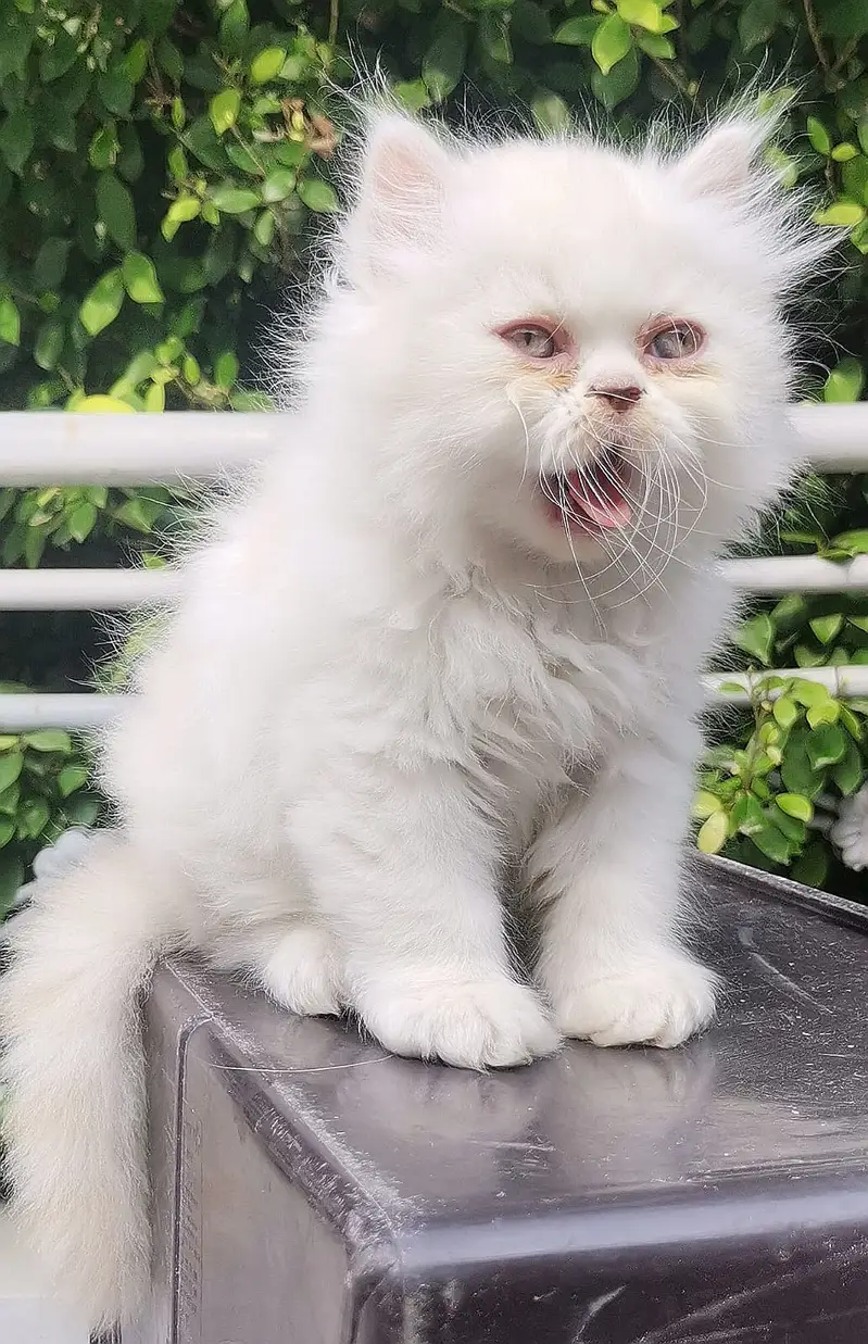 PUNCH FACE| FULL COAT| PERSIAN KITTENS| AVAILABLE FOR SALE — photo 7