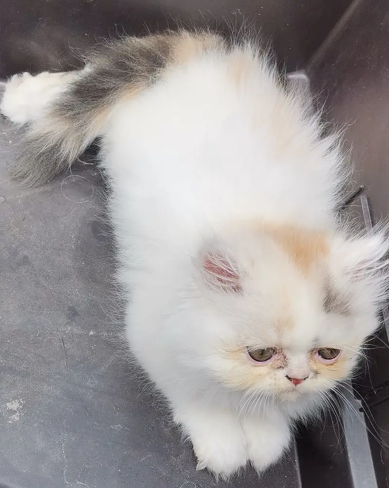 PUNCH FACE| FULL COAT| PERSIAN KITTENS| AVAILABLE FOR SALE — photo 8