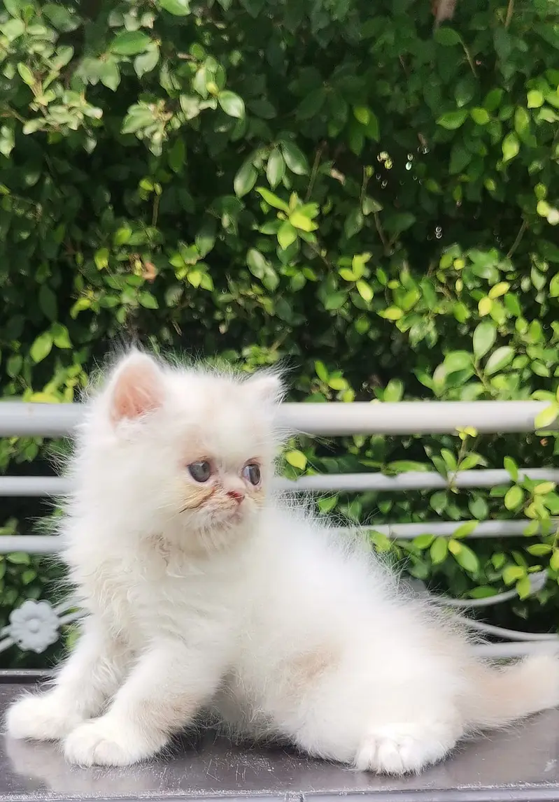 PUNCH FACE| FULL COAT| PERSIAN KITTENS| AVAILABLE FOR SALE — photo 9