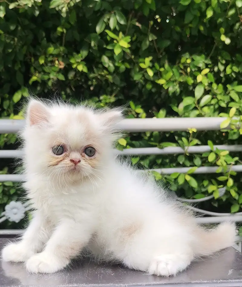 PUNCH FACE| FULL COAT| PERSIAN KITTENS| AVAILABLE FOR SALE — photo 10