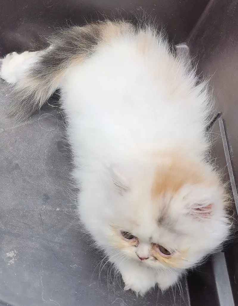 PUNCH FACE| FULL COAT| PERSIAN KITTENS| AVAILABLE FOR SALE — photo 11