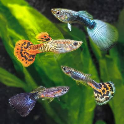 Guppy Fish Different Color Available Healthy And Active
