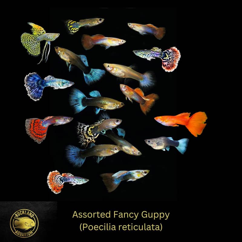 Guppy Fish Different Color Available Healthy And Active - Fish - 1120484246
