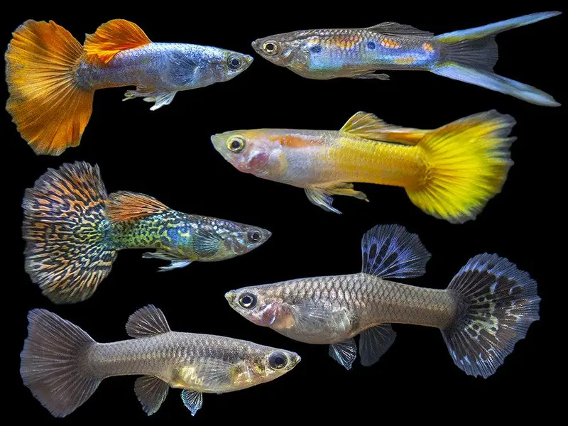 Guppy Fish Different Color Available Healthy And Active — photo 3