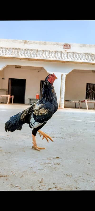 aseel murgha for sale green ki demand 8000 white ki demand 6000