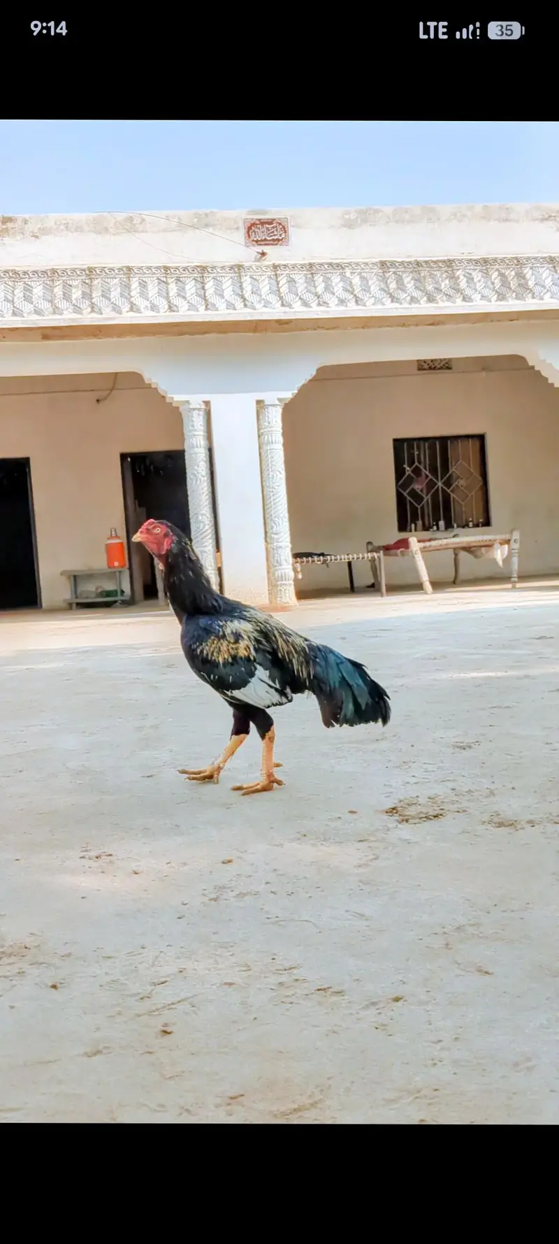 aseel murgha for sale green ki demand 8000 white ki demand 6000 — photo 2