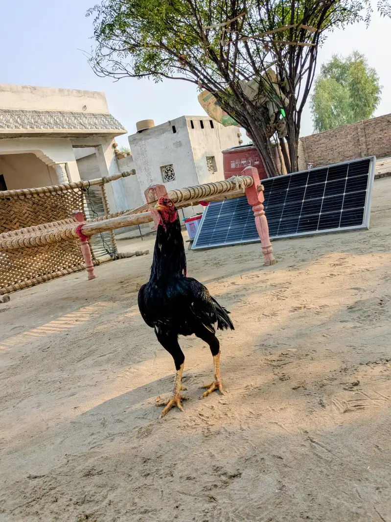 aseel murgha for sale green ki demand 8000 white ki demand 6000 — photo 3