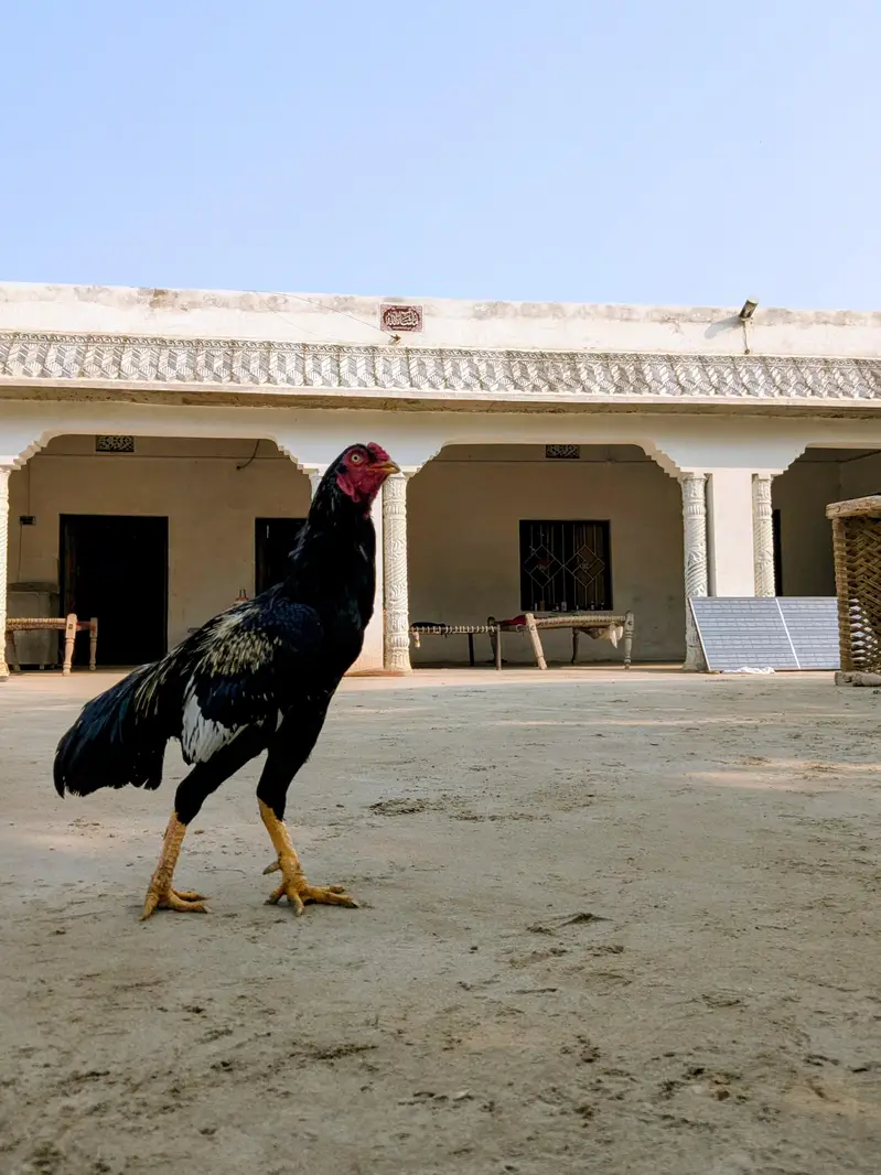 aseel murgha for sale green ki demand 8000 white ki demand 6000 — photo 5