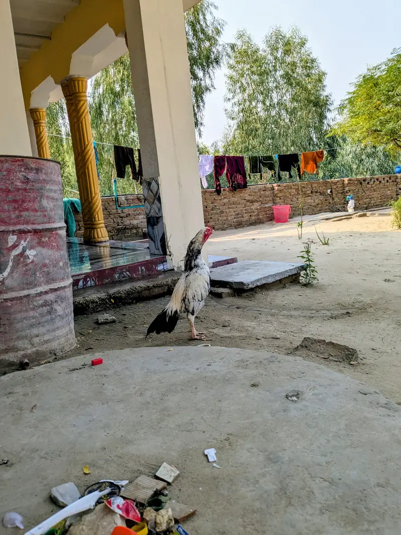 aseel murgha for sale green ki demand 8000 white ki demand 6000 — photo 6