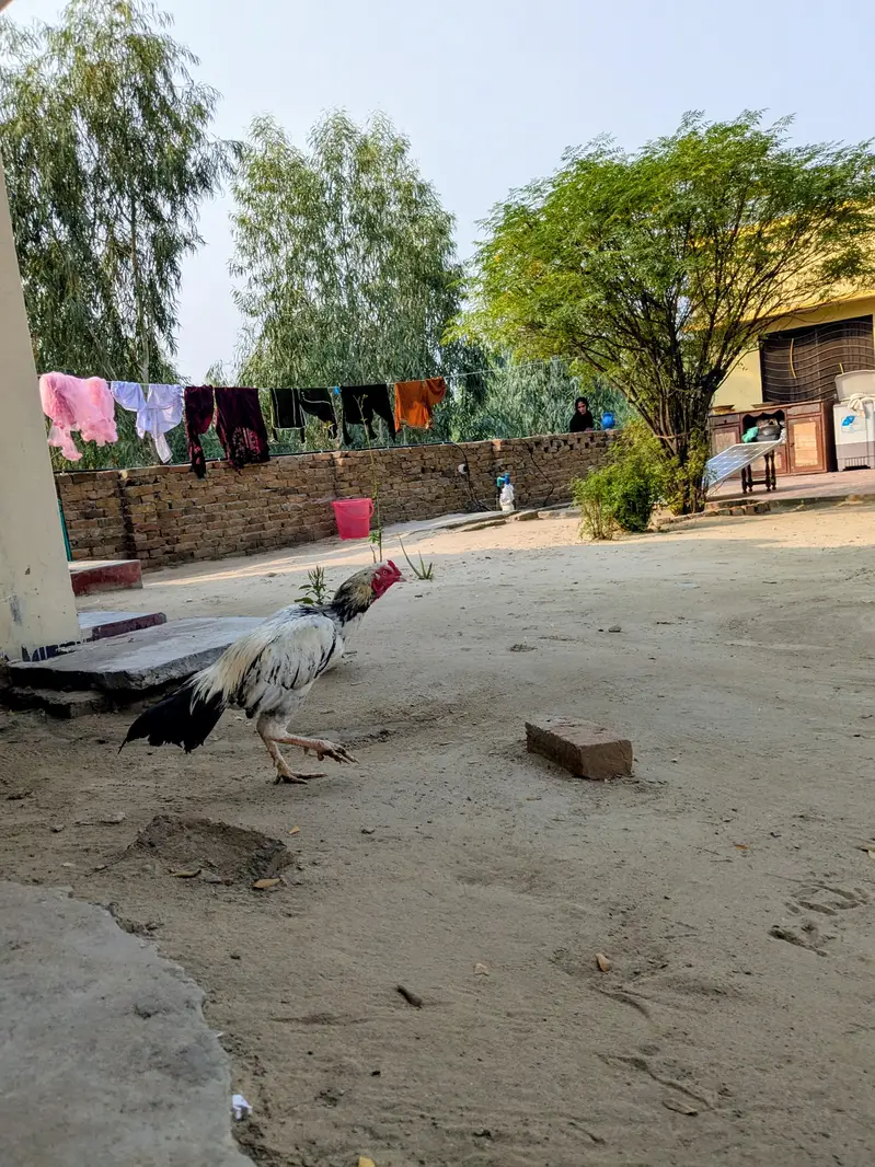 aseel murgha for sale green ki demand 8000 white ki demand 6000 — photo 7