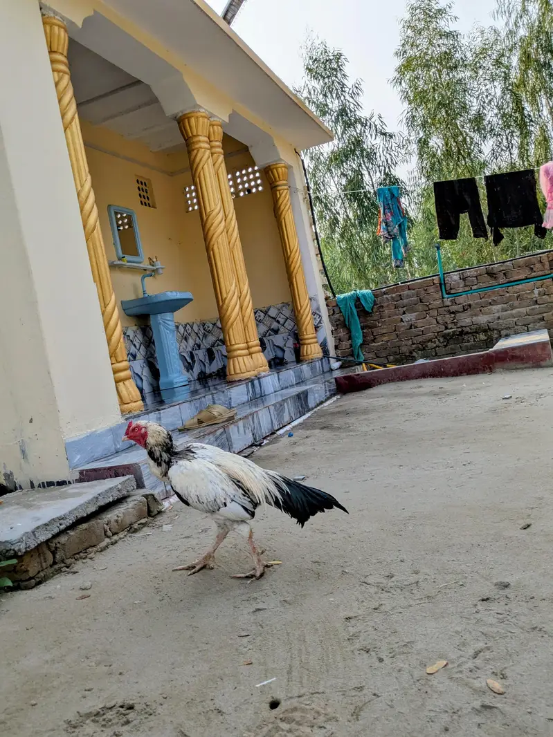 aseel murgha for sale green ki demand 8000 white ki demand 6000 — photo 8