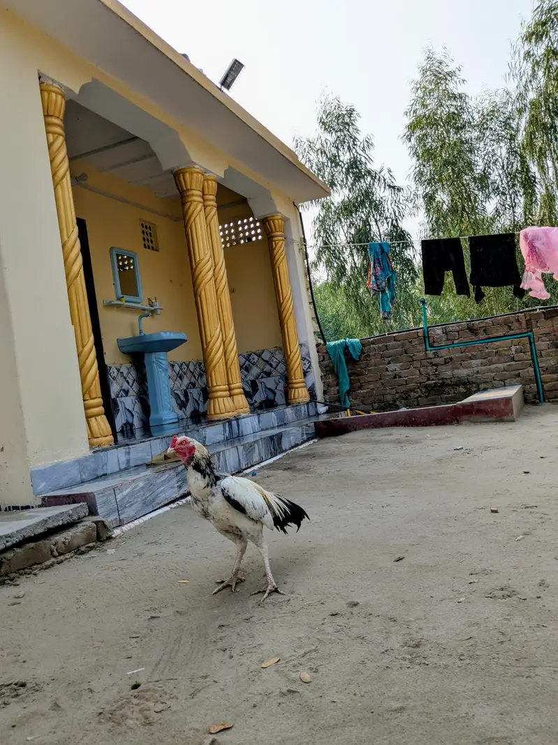 aseel murgha for sale green ki demand 8000 white ki demand 6000 — photo 9