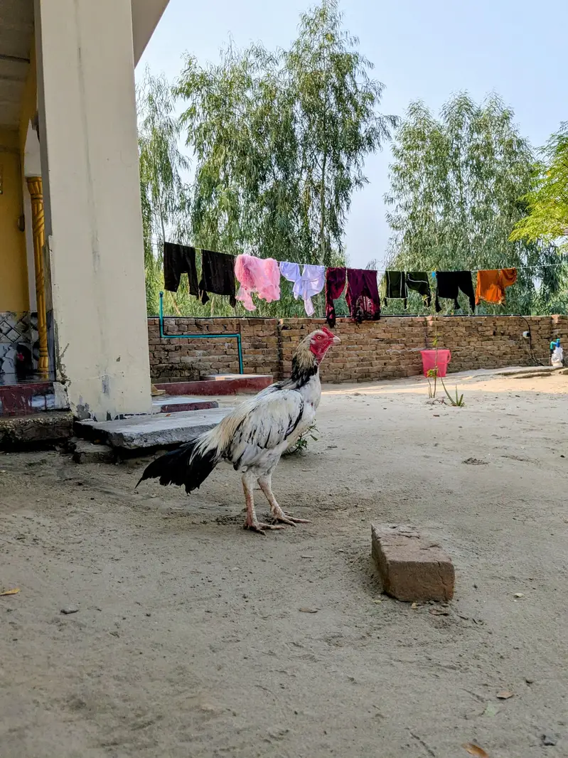 aseel murgha for sale green ki demand 8000 white ki demand 6000 — photo 10