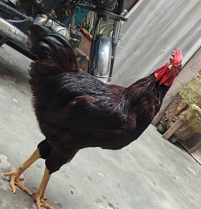 Rir Heritage original Breed