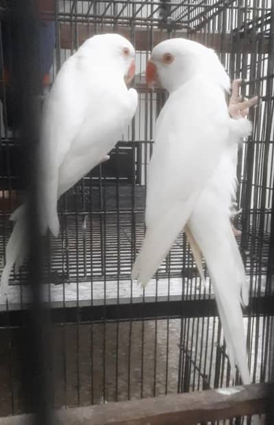White Pair