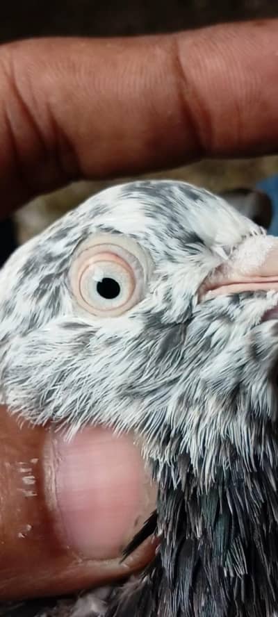 red eyes pair or aik galwa pair for sale no 03324749662