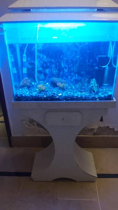 fish aquarium