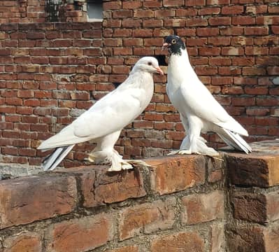 breeder pair