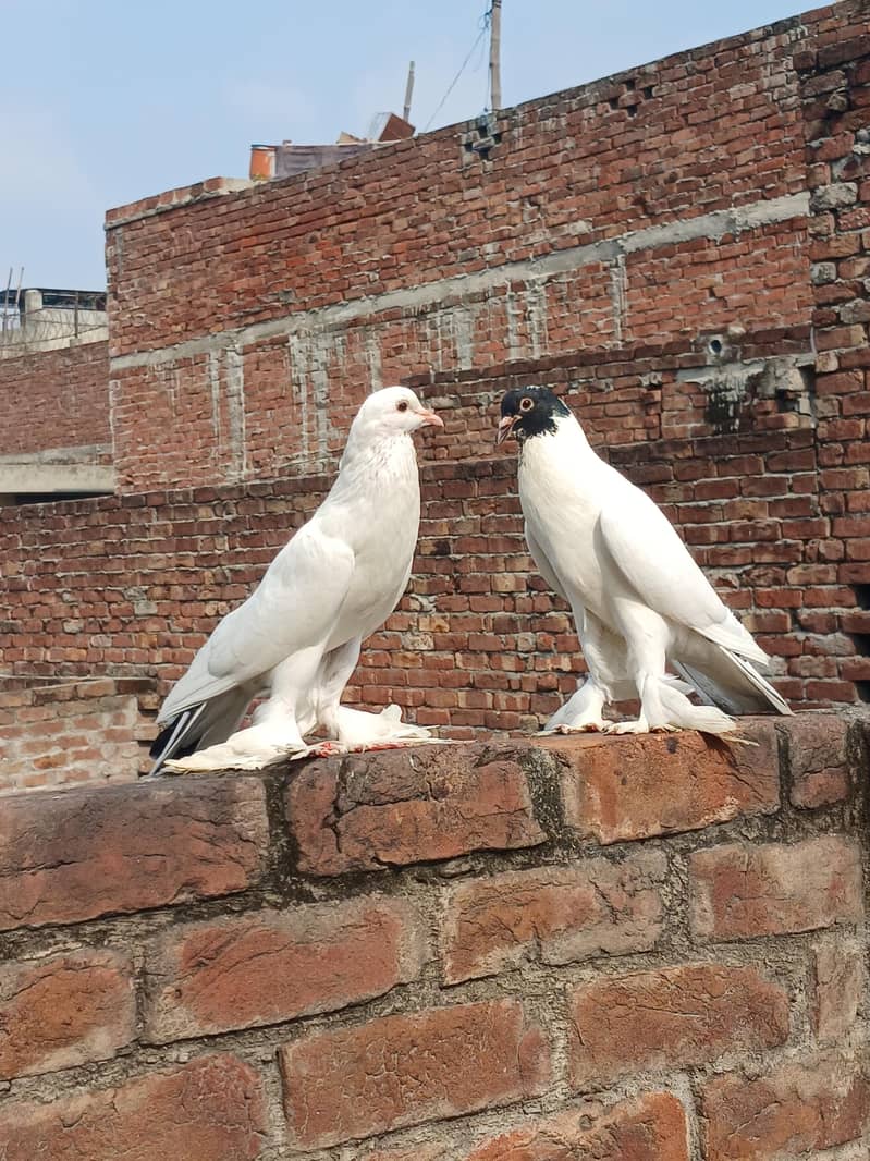 breeder pair 1