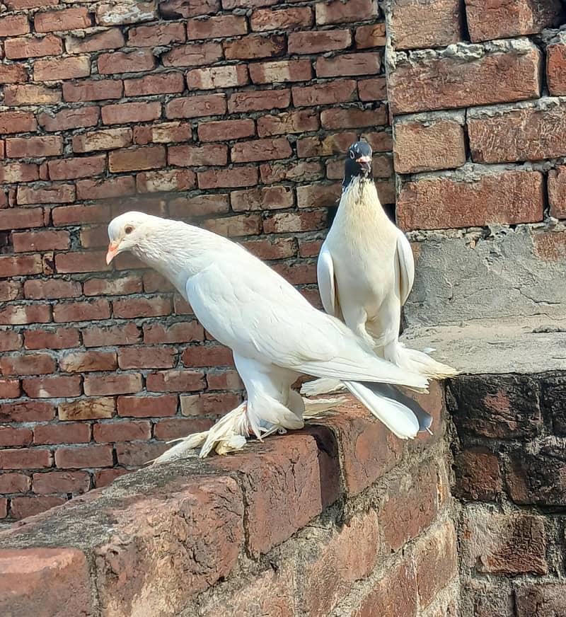 breeder pair 2