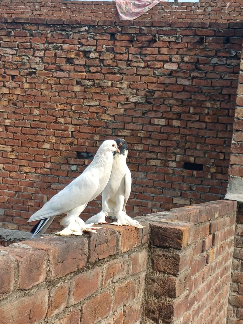 breeder pair 3