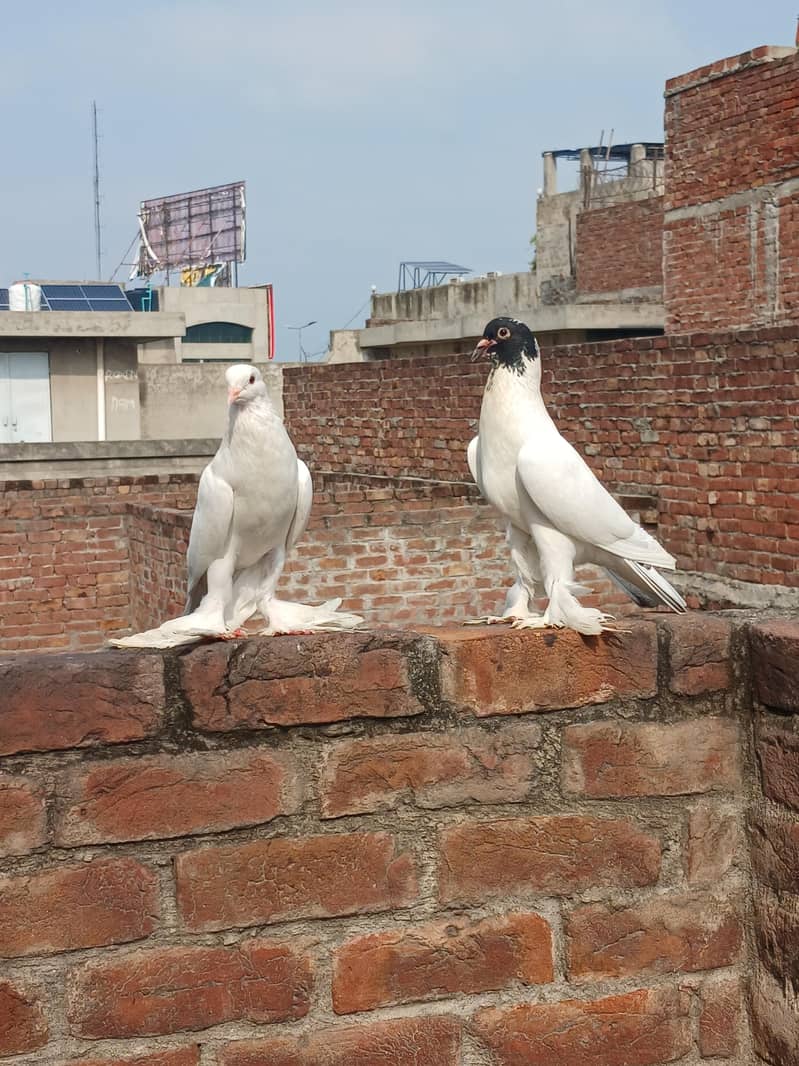 breeder pair 4