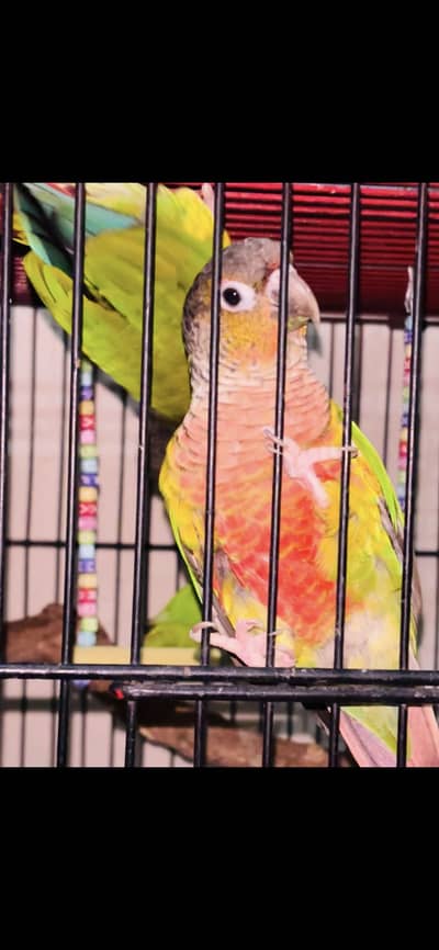 Hand tame Green check conure