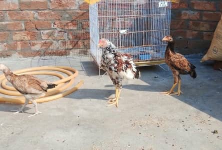 aseel chicks