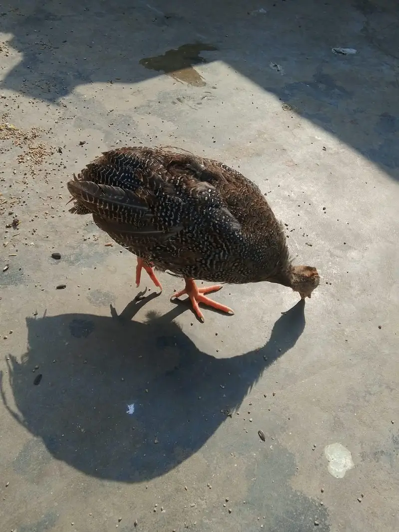 aseel chicks — photo 2