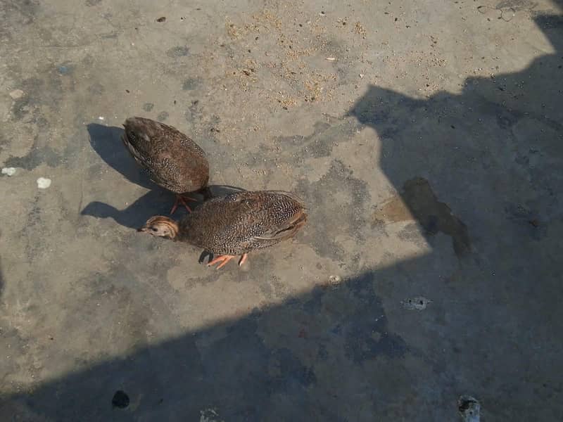 aseel chicks 2