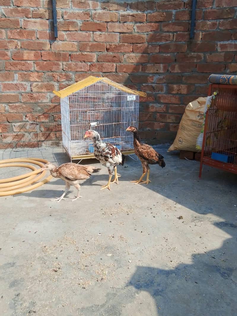 aseel chicks 3