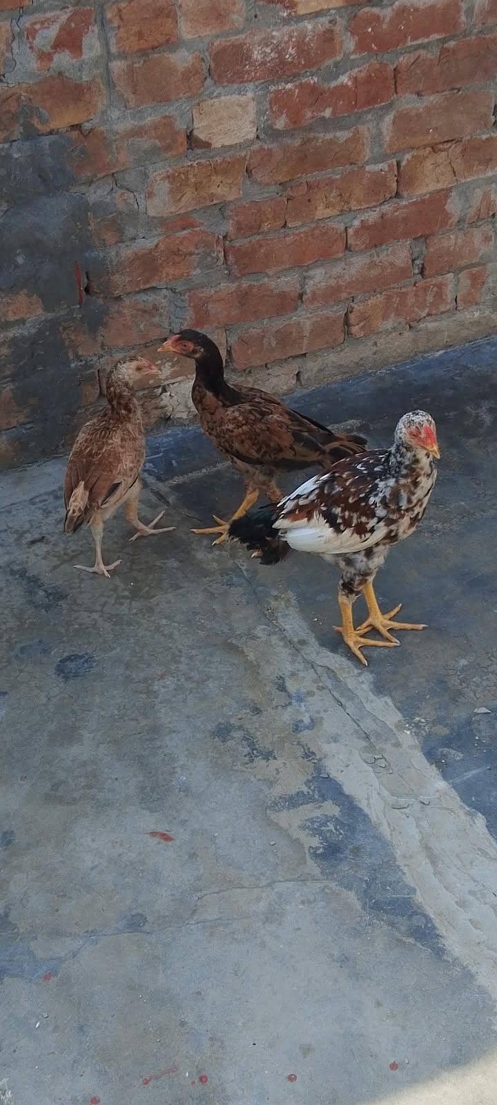 aseel chicks 4