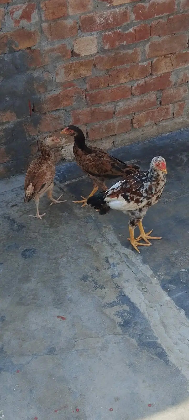aseel chicks — photo 5