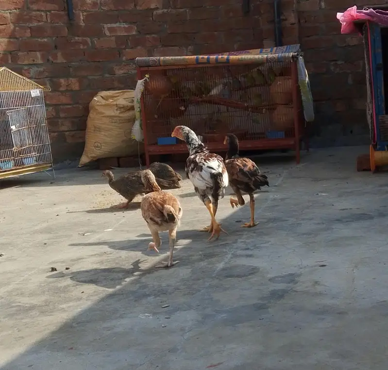 aseel chicks — photo 6