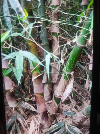 bamboos sale