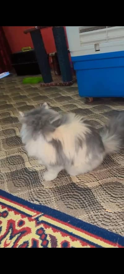punch face Gray cat female