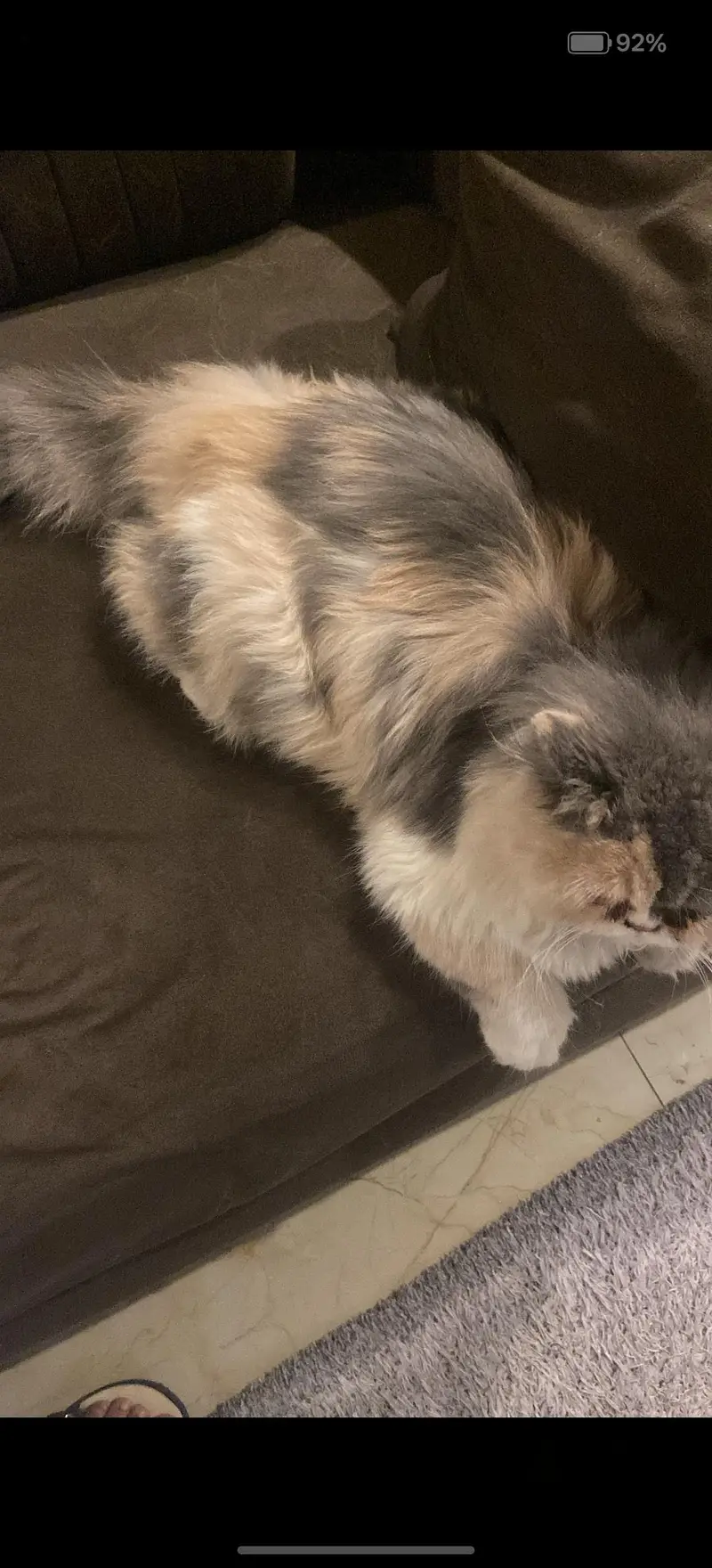 punch face Gray cat female — photo 2