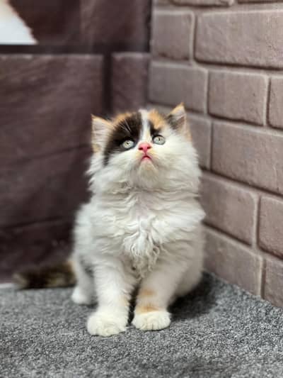 Cash on delivery parshion punch face kitten and cats