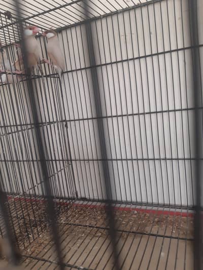 Fawn  java , Red paid dove or boxes