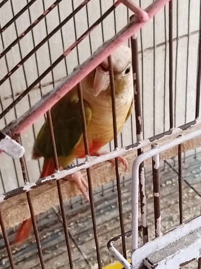 pine apple conur Male with recent DNA