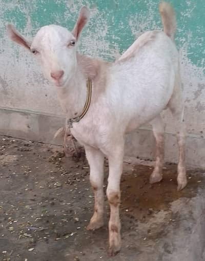 teddy Bakra hy original chez hy only serious buyer rabta karen